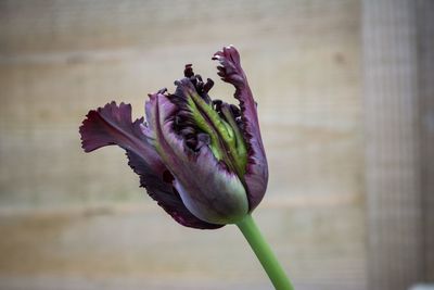 Close-up of purple flower