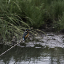 Gray heron perching on lake