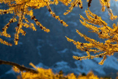 Low angle view of yellow leaves on branch against sky