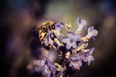 Close-up of insect on purple flowering plant