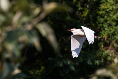 Bird flying over pink flower