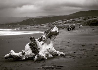 Driftwood on beach against sky