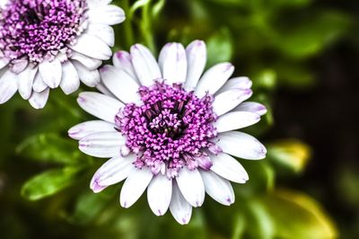 Close-up of pink flowers