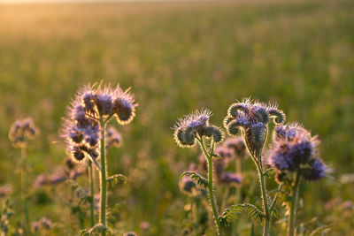 Close-up of purple thistle flowers on field