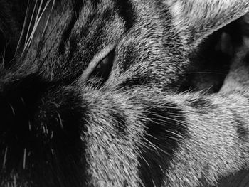 Close-up of cat