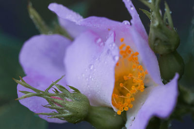 Close-up of wet purple flowering plant