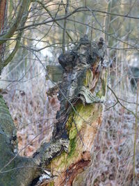 Close-up of bird perching on tree