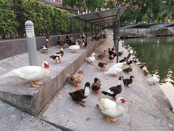 High angle view of ducks in lake