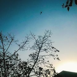 Low angle view of bare trees against clear blue sky