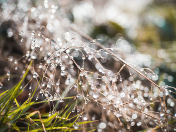 Close-up of raindrops on plant