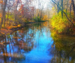 Reflection of trees in water