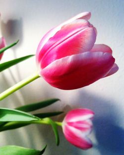 Close-up of pink flower