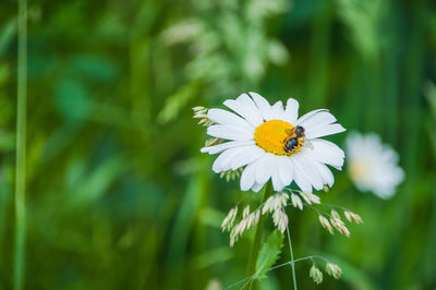 Close-up of white daisy