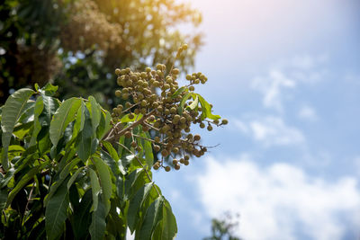 Low angle view of flowering plant against sky