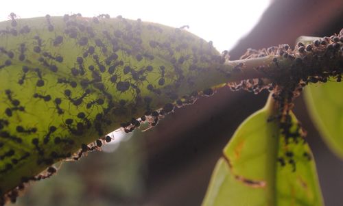 Close-up of fresh green plants against trees