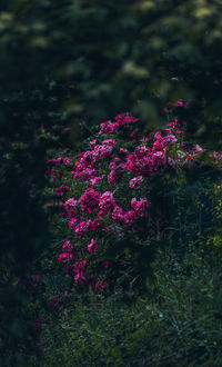 Close-up of pink flowering plants on field