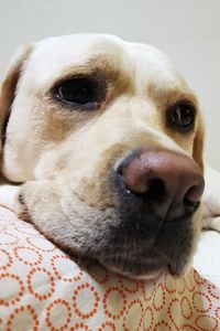 Close-up portrait of dog