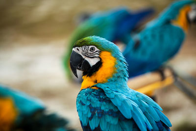 Close-up of blue parrot