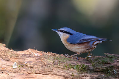 Nuthatch, sitta europaea, perched on a dead branch