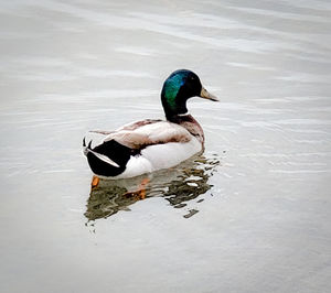 Duck swimming in lake