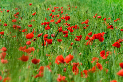 Close-up of poppies on field