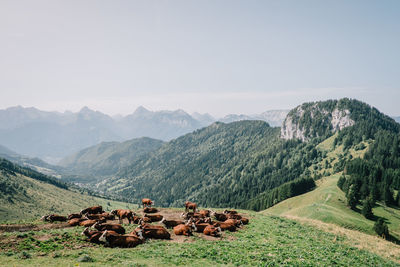 Scenic view of agricultural field against clear sky