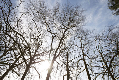 Low angle view of bare trees against sky