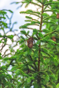 Close-up of butterfly on plant