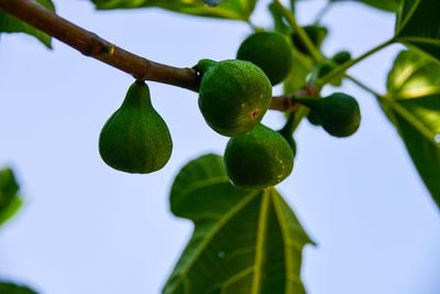 Close-up of fruits growing on tree against sky