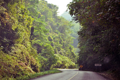 Empty road amidst trees