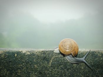 Close-up of snail on the ground