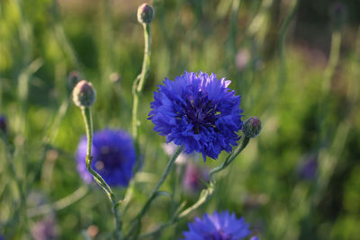 Close-up of purple flowering plant