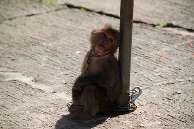 Monkey in zoo