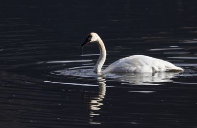 Swan swimming in lake