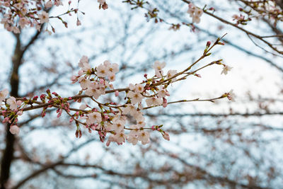 Low angle view of cherry blossoms in spring