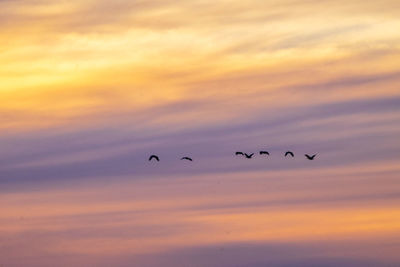 Low angle view of silhouette birds flying in sky