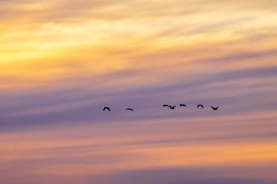 Silhouette birds flying in dramatic sky during sunset