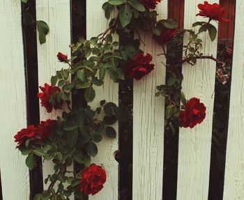 Close-up of red flowering plant by fence