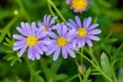Close-up of purple flowers