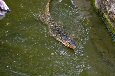 High angle view of turtle swimming in lake