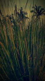 Close-up of grass on field against sky