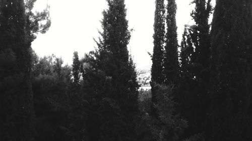 Trees in forest against sky