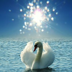 Swan floating on lake against sky