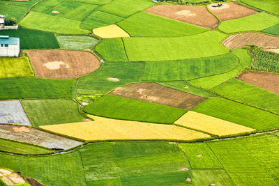 grass