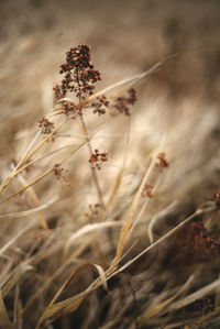 Close-up of flowering plant on field against sky