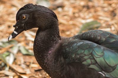 Close-up side view of a bird