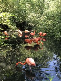 View of koi carps swimming in lake