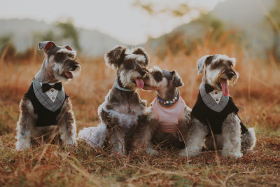 Dogs looking away on field