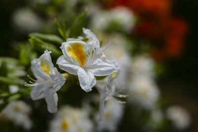 Close-up of white flowering plant