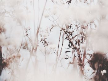 Close-up of plant against blurred background